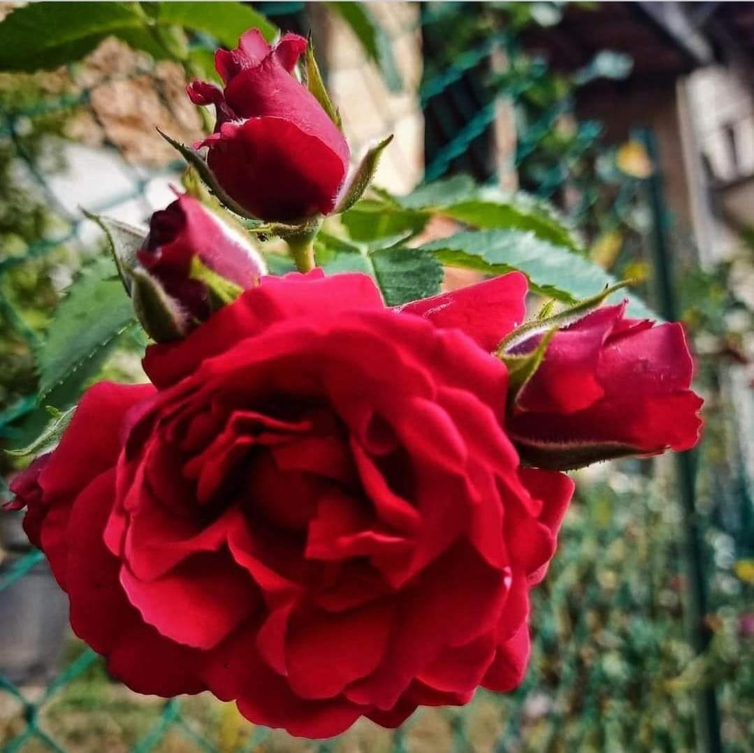 ホテル La Casa Di Elena カメリーノ エクステリア 写真